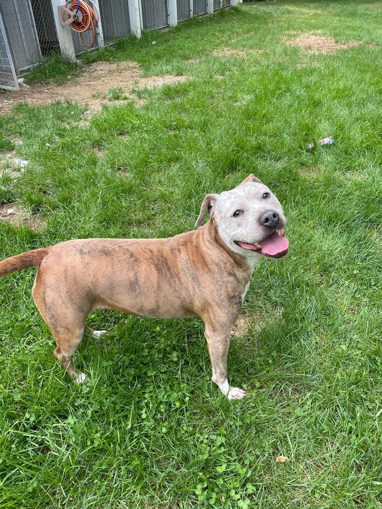 Enlarge Betty, a Adoptable Pit Bull Terrier in Glenfield, NY image 4/6