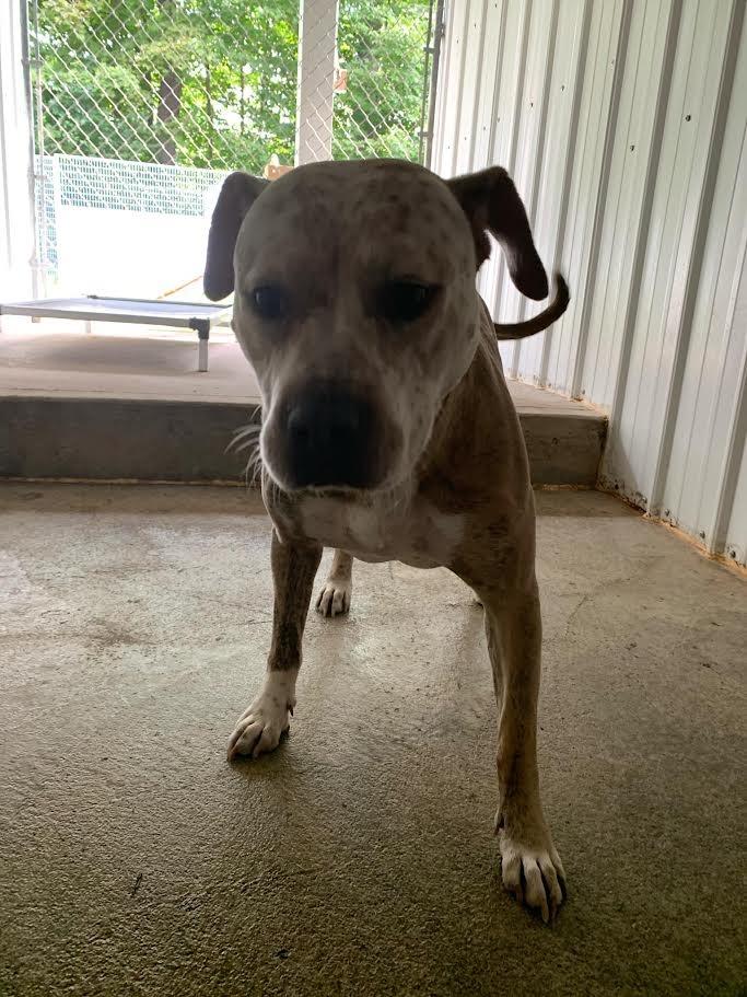 Enlarge Betty, a Adoptable Pit Bull Terrier in Glenfield, NY image 5/6