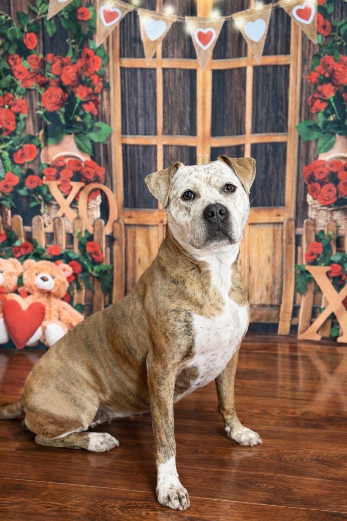 Enlarge Betty, a Adoptable Pit Bull Terrier in Glenfield, NY image 6/6