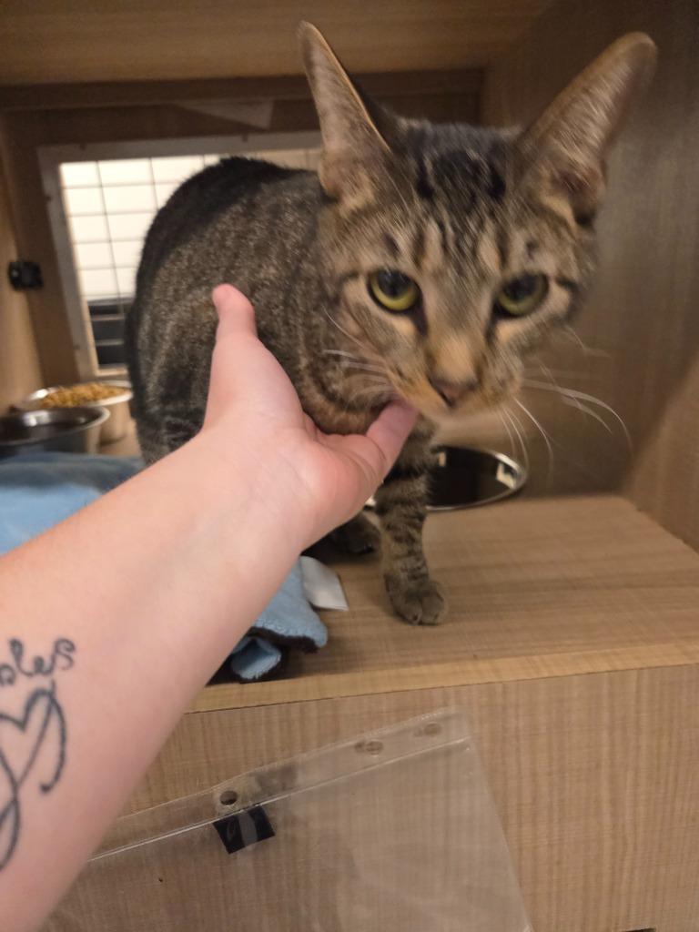 Bender, Adoptable, Adult Male Domestic Short Hair.
