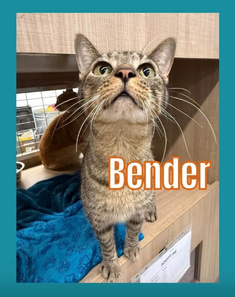 Enlarge Bender, a Adoptable mixed breed in Bossier City, LA image 2/2