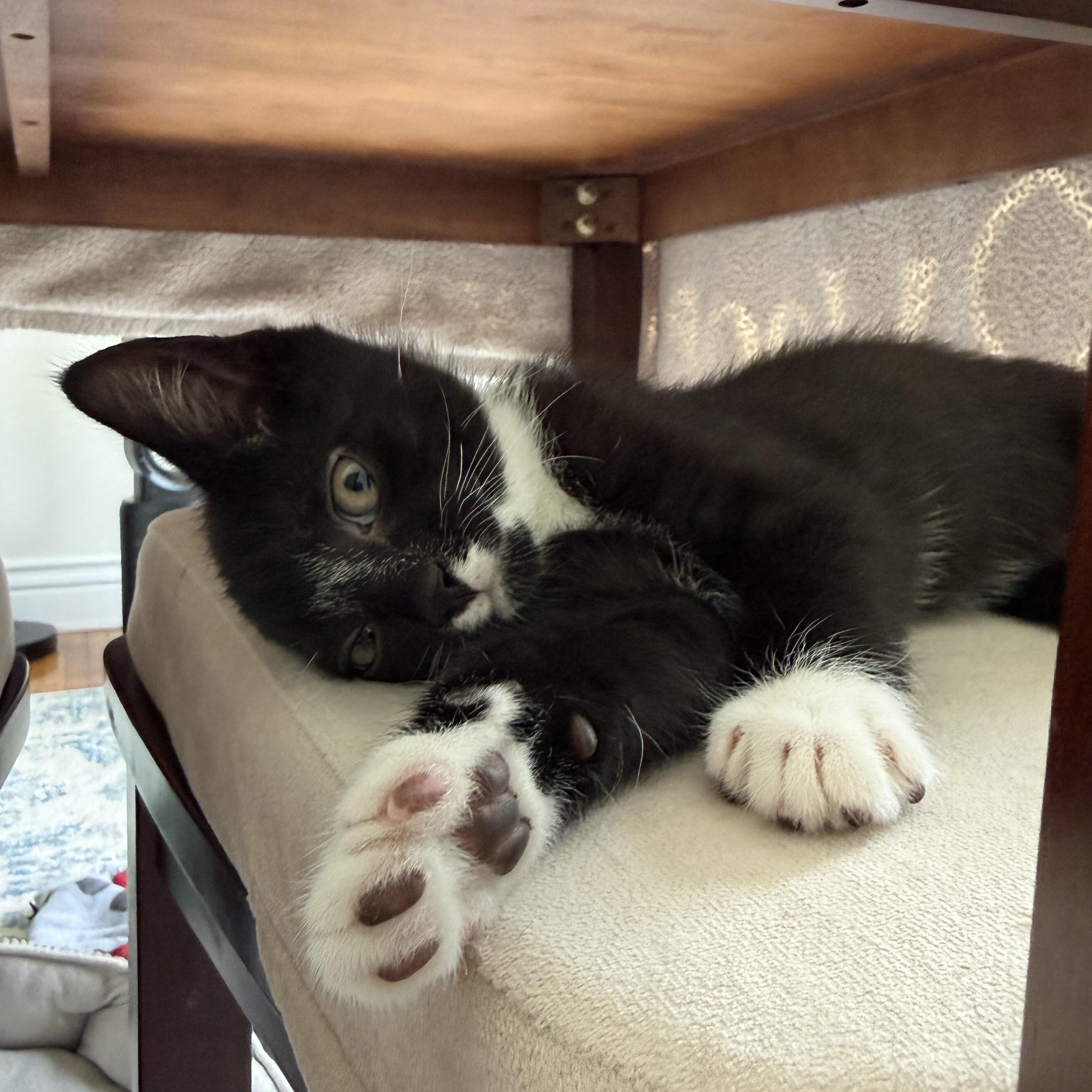 Biscotti, an adopted mixed breed in East Amherst, NY image 6/6