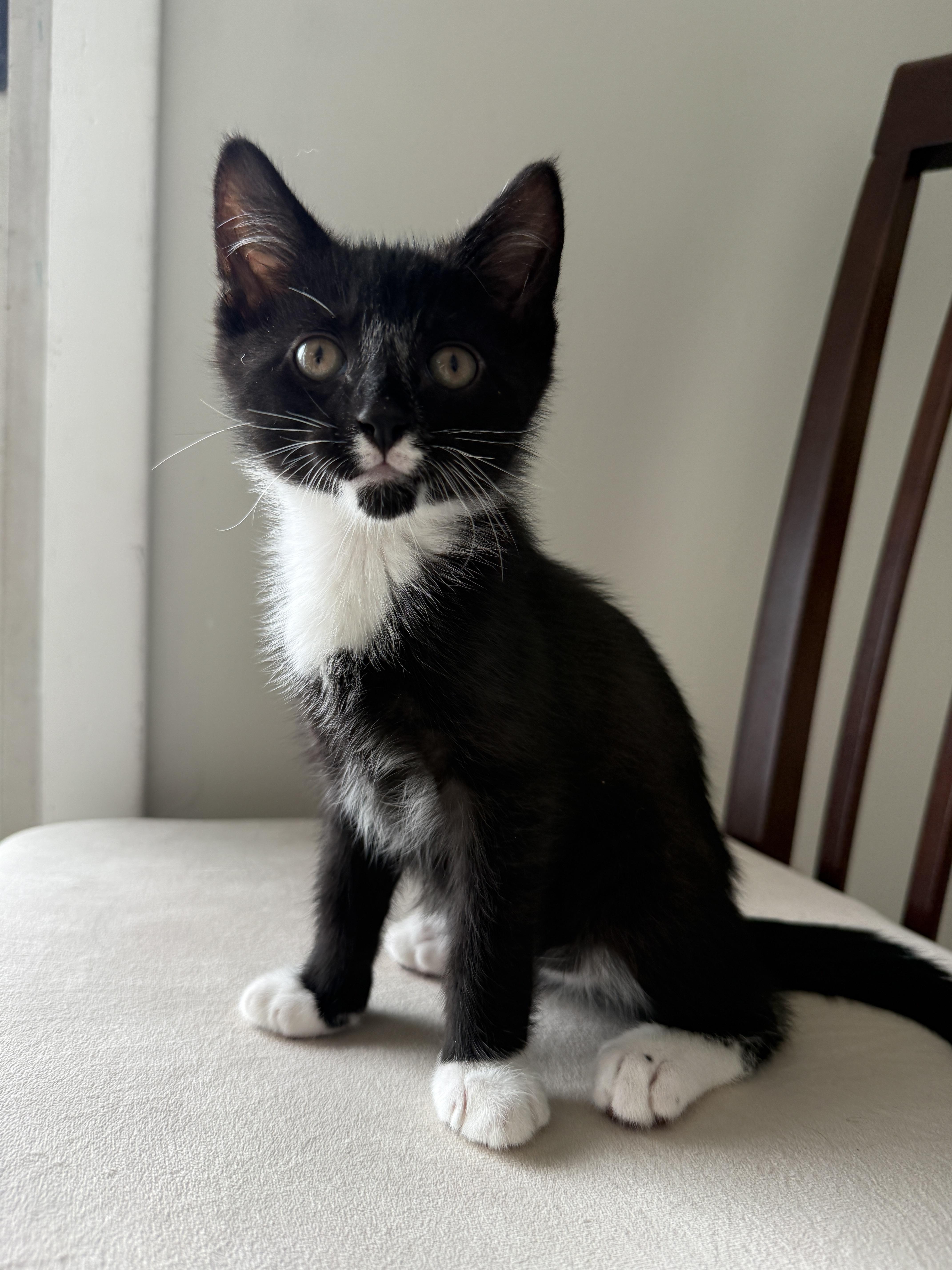Biscotti, an adopted mixed breed in East Amherst, NY image 3/6