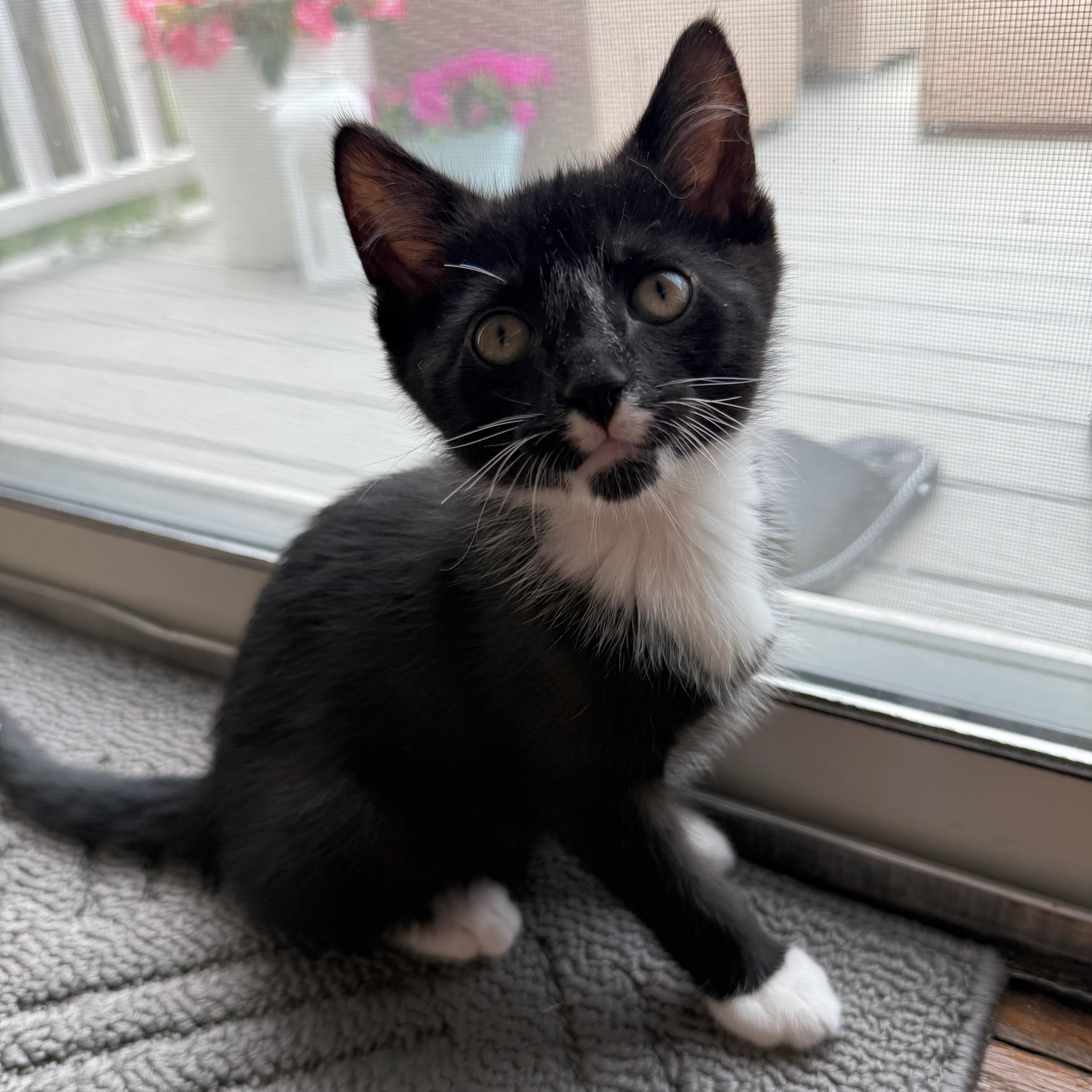 Biscotti, an adopted mixed breed in East Amherst, NY image 2/6