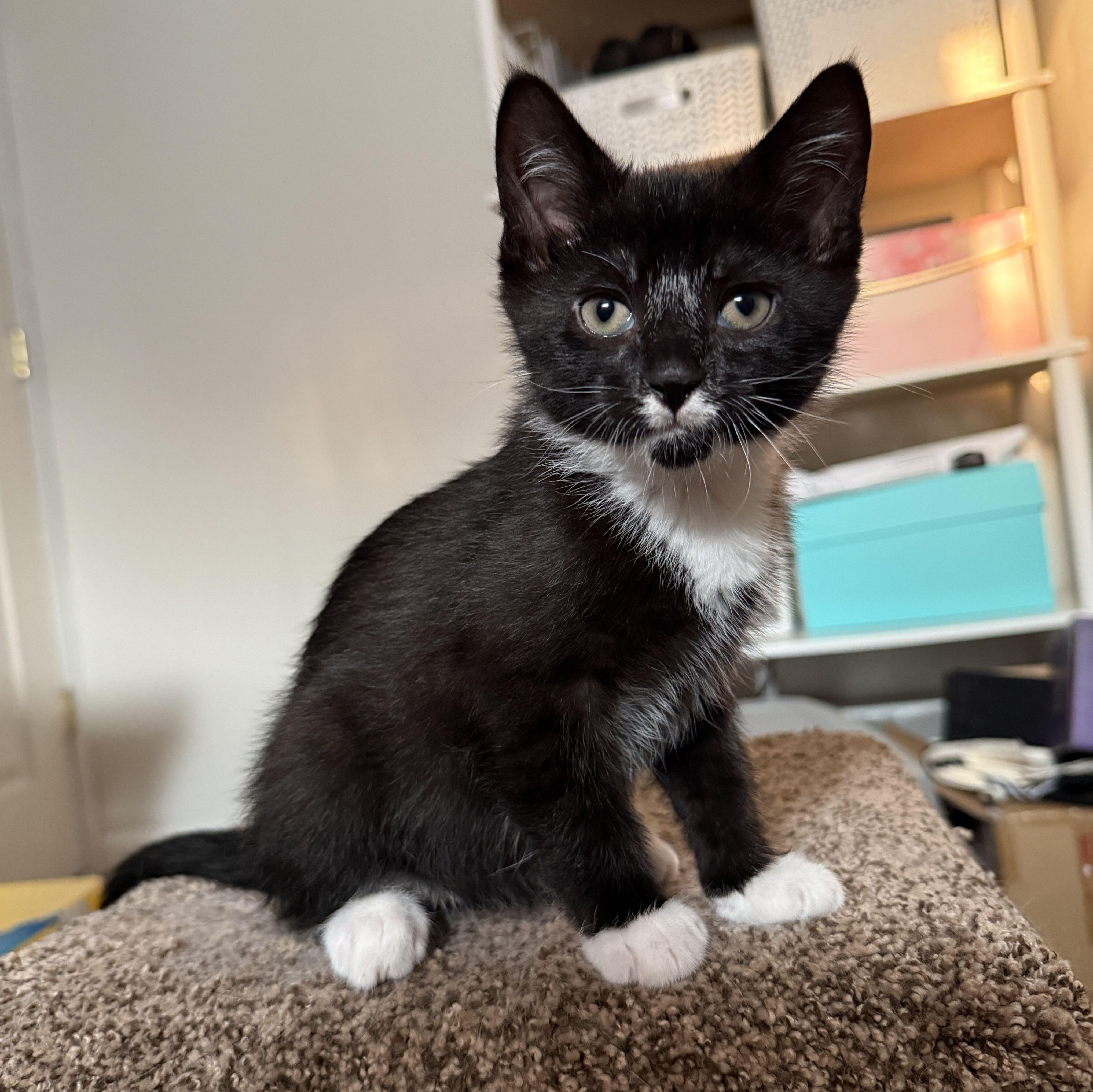 Biscotti, adopted, Kitten Male Domestic Short Hair & Tuxedo.