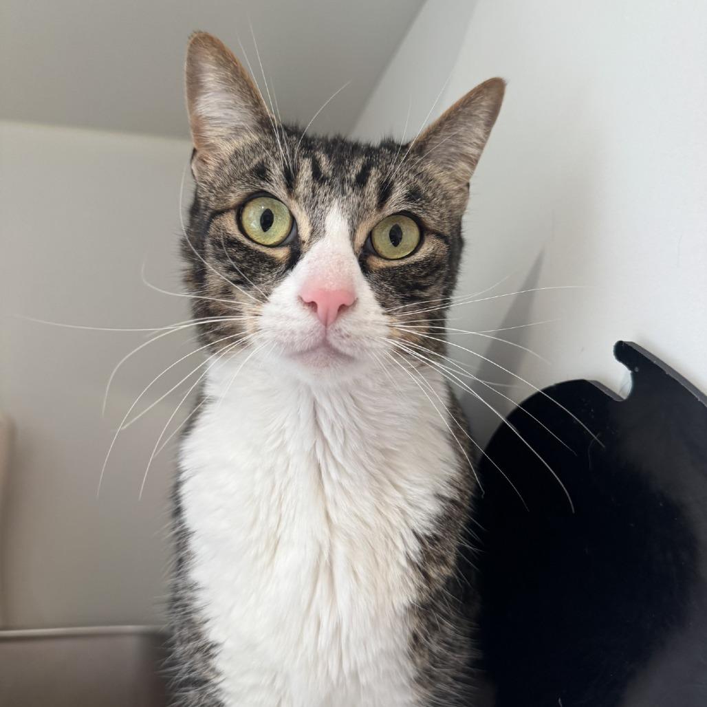 Enlarge Mickey, a Adoptable Domestic Short Hair in Buellton, CA image 1/4