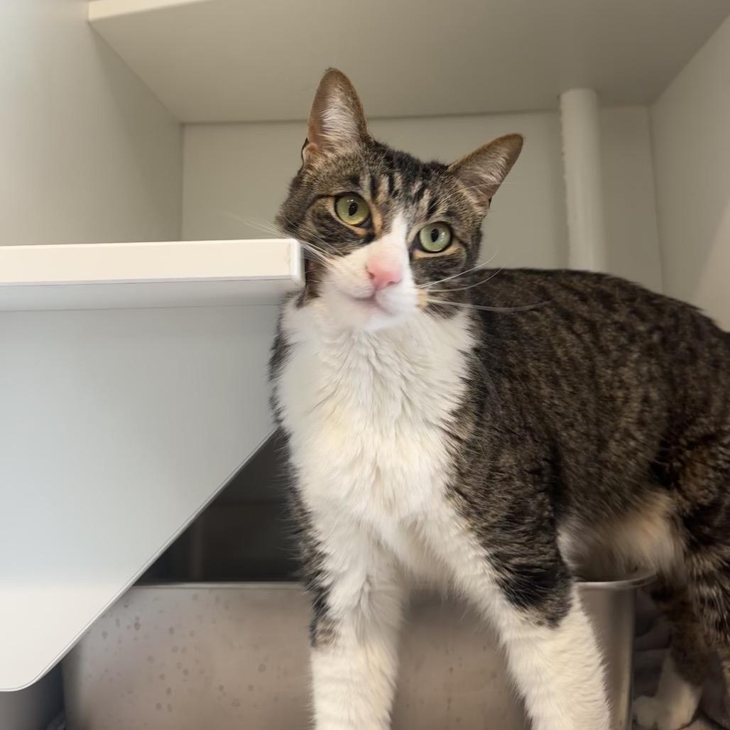 Enlarge Mickey, a Adoptable Domestic Short Hair in Buellton, CA image 2/6