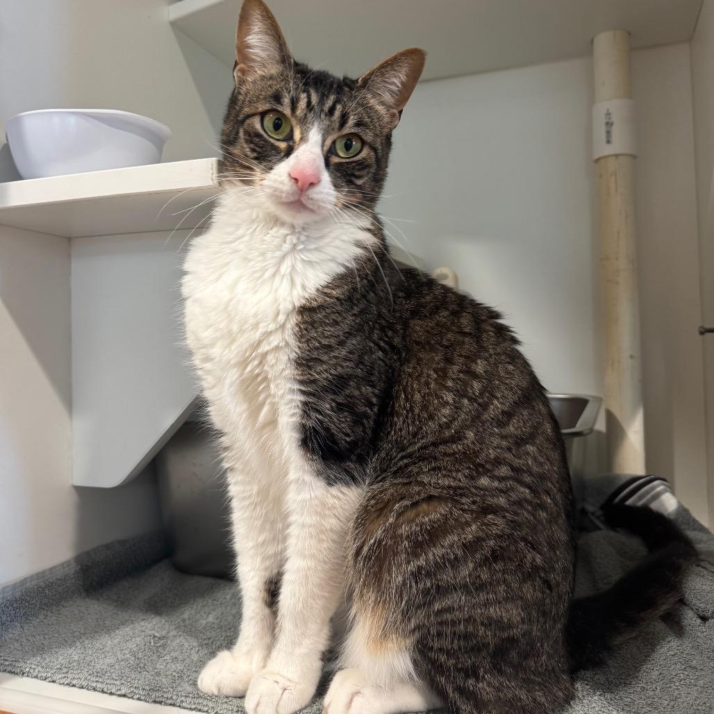 Enlarge Mickey, a Adoptable Domestic Short Hair in Buellton, CA image 2/4