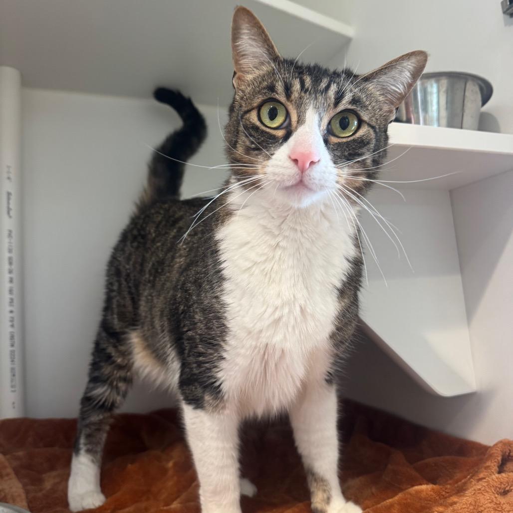 Enlarge Mickey, a Adoptable Domestic Short Hair in Buellton, CA image 4/6
