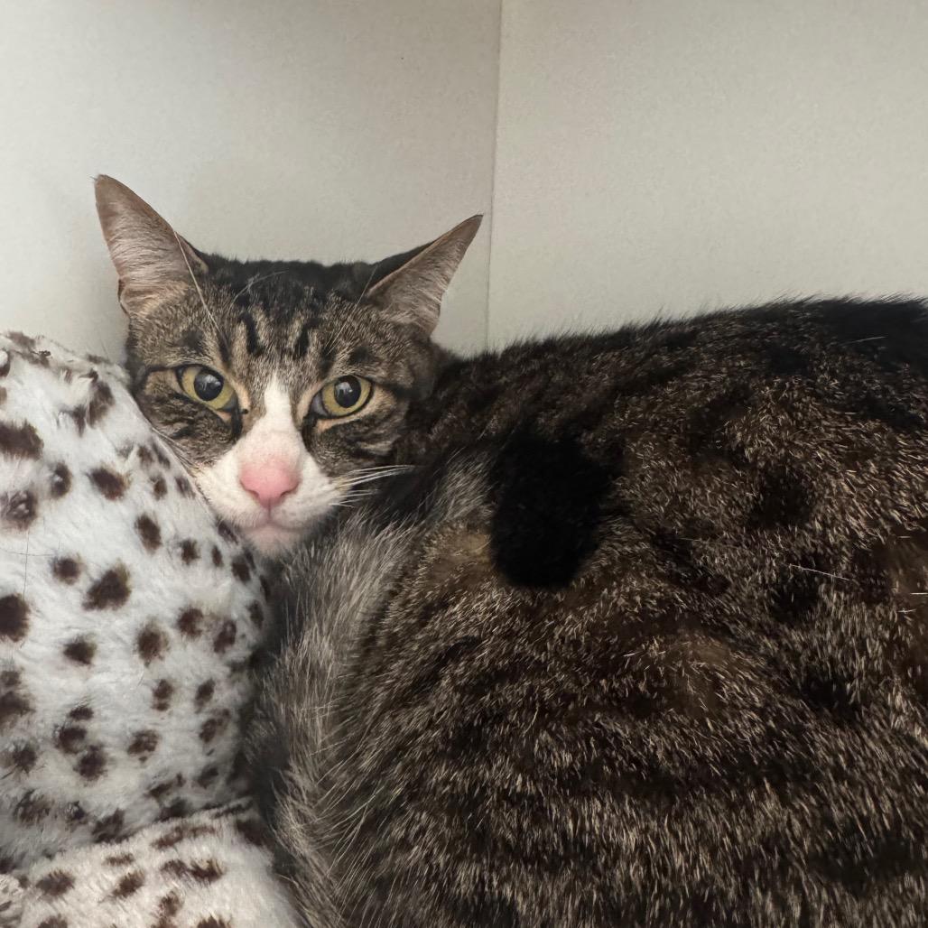 Mickey, Adoptable, Adult Male Domestic Short Hair.