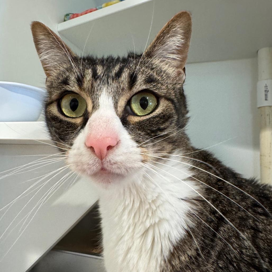 Enlarge Mickey, a Adoptable Domestic Short Hair in Buellton, CA image 3/4