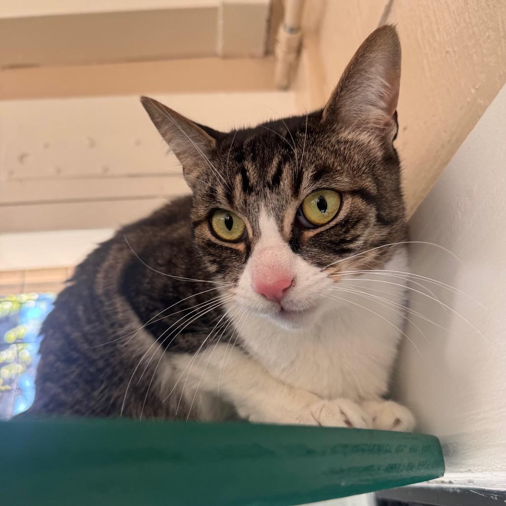 Mickey — thumbnail 4