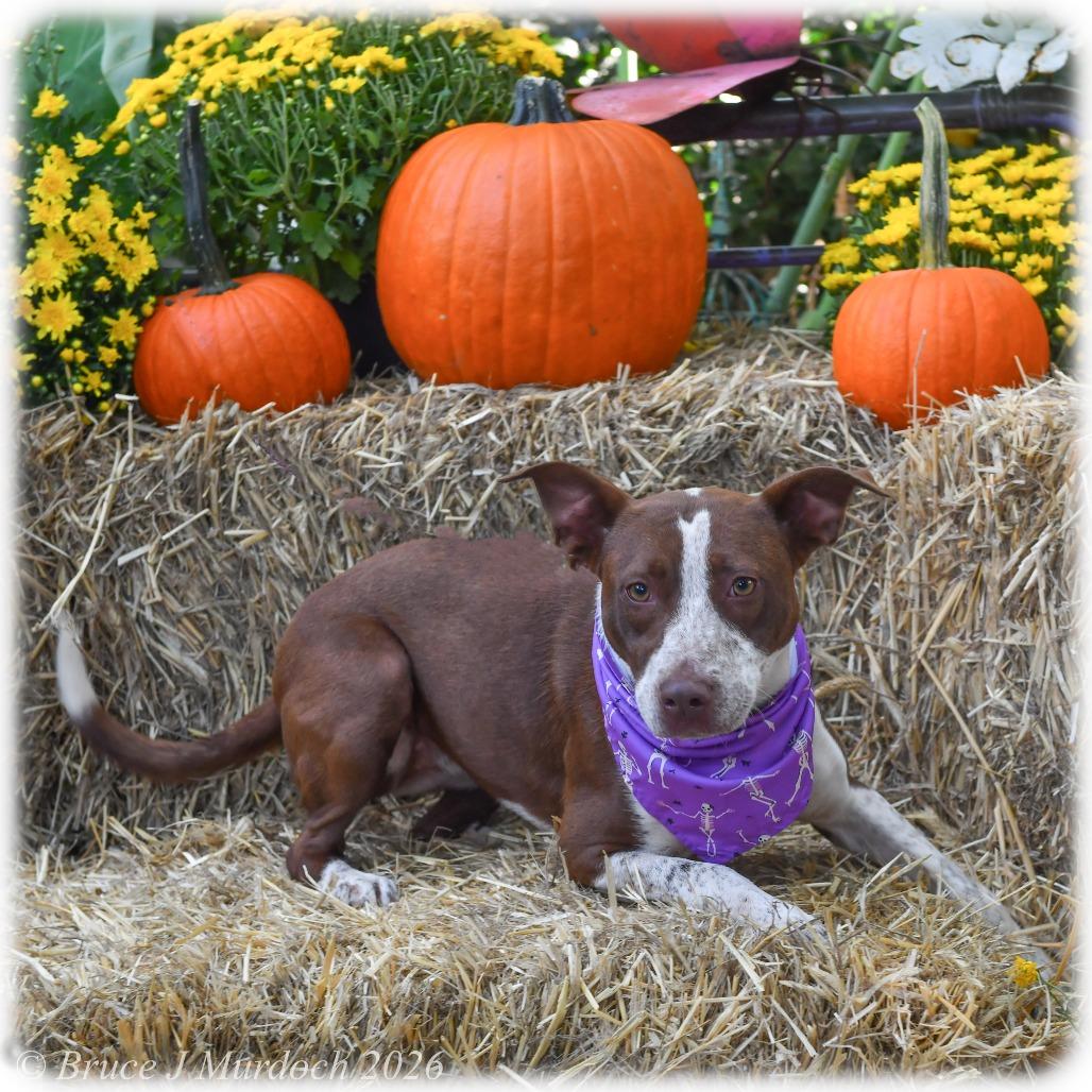Lotti-Da, Adoptable, Adult Female Hound & Pointer.