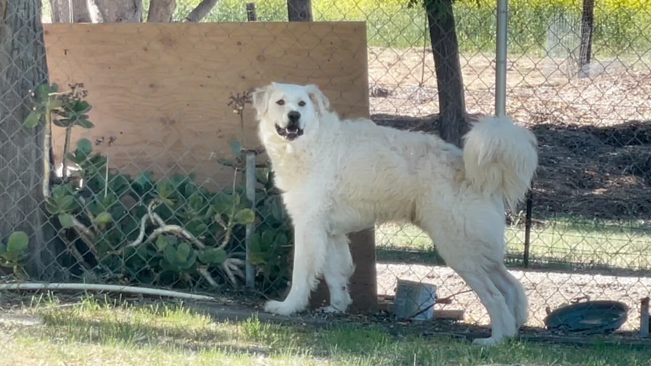 Enlarge FLUFFY, an adopted Akbash in Rockdale, TX video 2/2