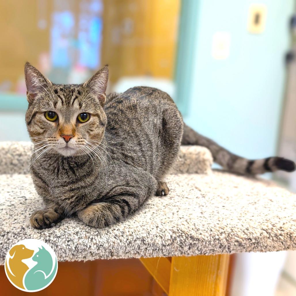 Tigger, Adoptable, Adult Male Domestic Short Hair.