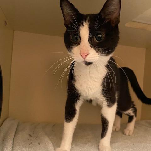 Jelly Fish, Adoptable, Young Female Domestic Short Hair.