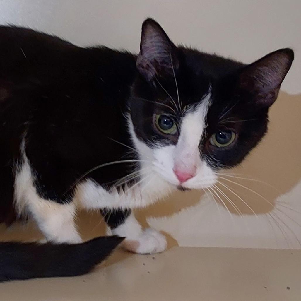 Enlarge Jelly Fish, a Adoptable Domestic Short Hair in Dayton, OH image 2/5