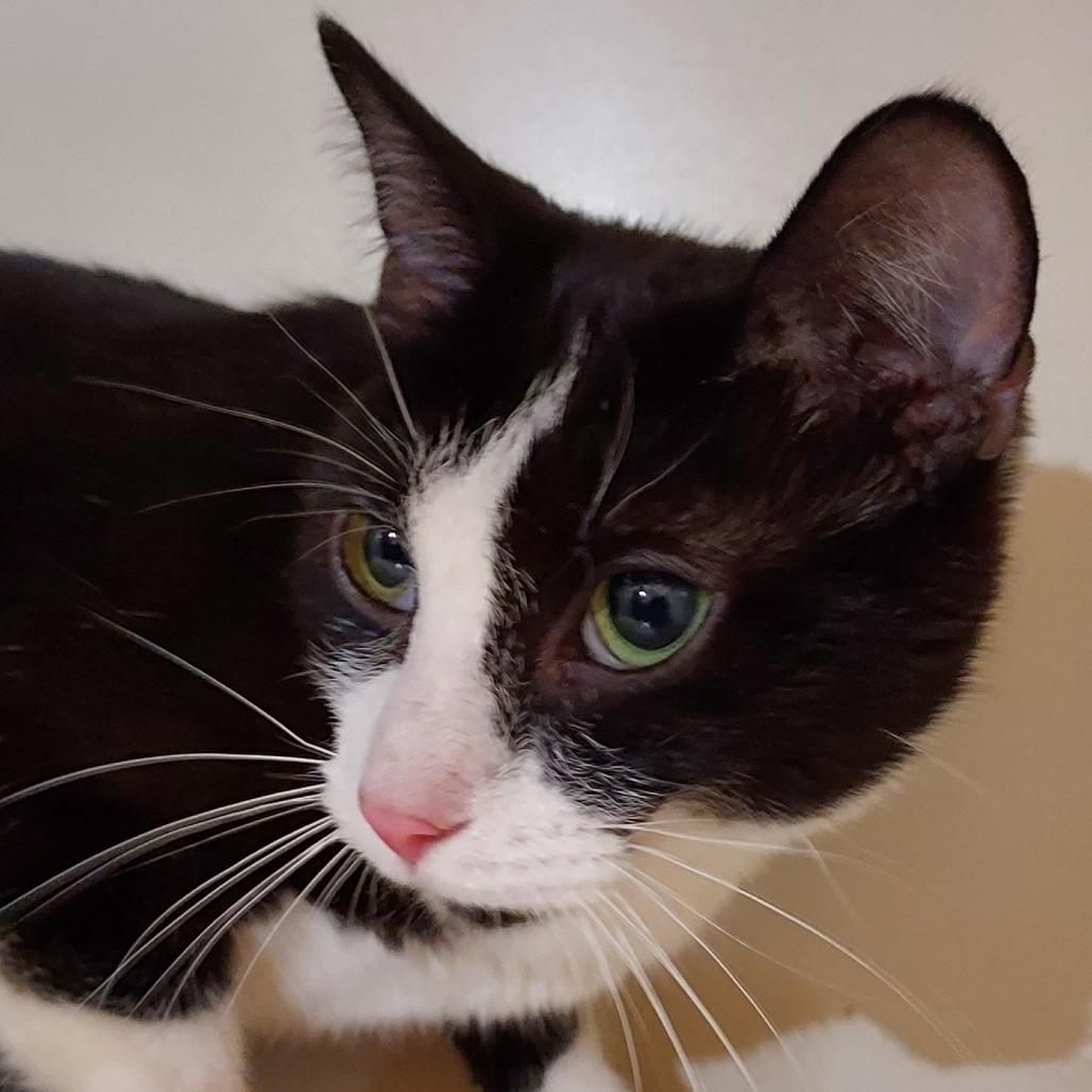 Enlarge Jelly Fish, a Adoptable Domestic Short Hair in Dayton, OH image 3/5