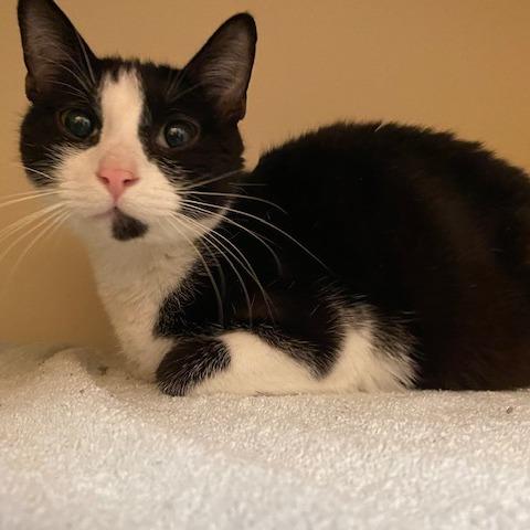 Enlarge Jelly Fish, a Adoptable Domestic Short Hair in Dayton, OH image 4/5