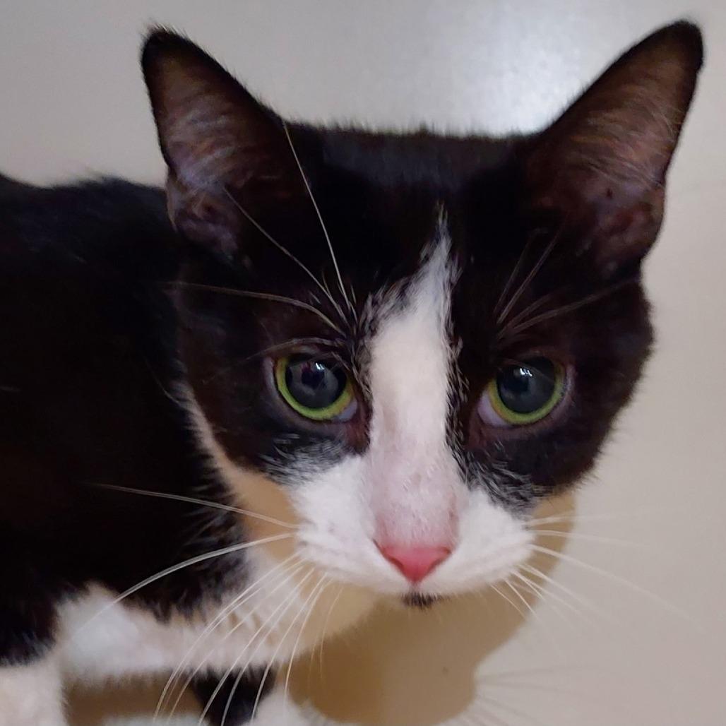 Enlarge Jelly Fish, a Adoptable Domestic Short Hair in Dayton, OH image 5/5