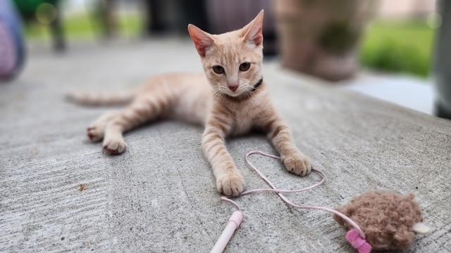 Tulip, Adoptable, Kitten Female Domestic Short Hair.