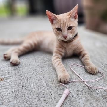 Enlarge Tulip, a Adoptable Domestic Short Hair in Saint Augustine, FL image 2/3