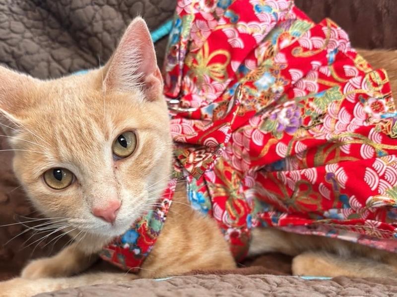 Enlarge Tulip, a Adoptable Domestic Short Hair in Saint Augustine, FL image 3/3