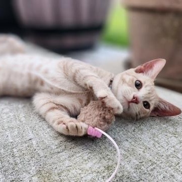 Tulip, Adoptable, Kitten Female Domestic Short Hair.