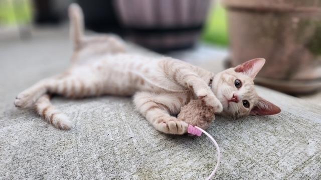 Enlarge Tulip, a Adoptable Domestic Short Hair in Saint Augustine, FL image 2/2