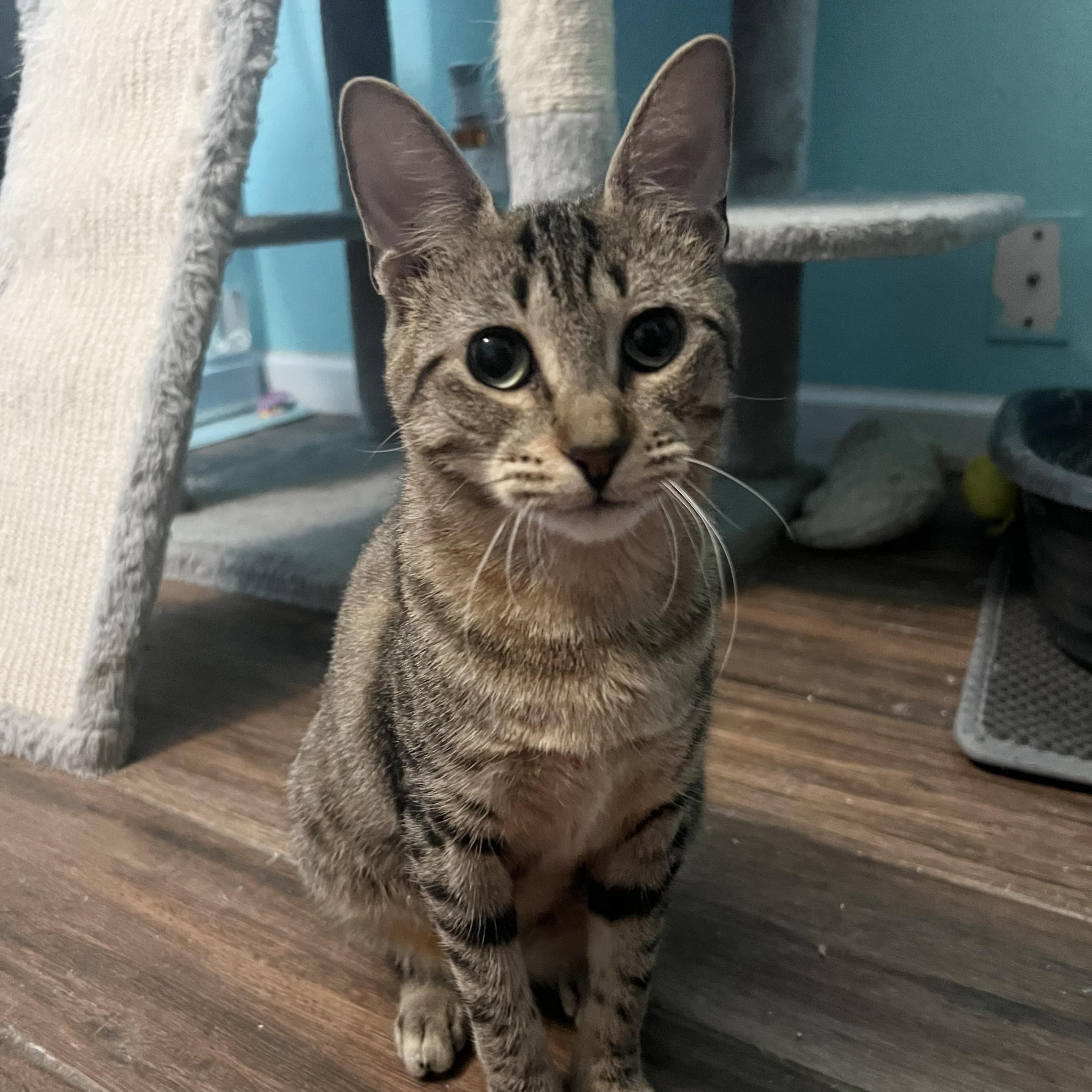 Enlarge MAIRA, a Adoptable mixed breed in Hagerstown, MD image 2/6