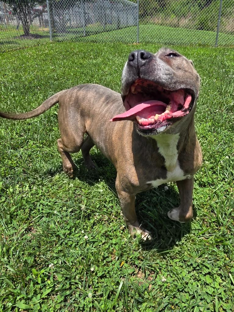 Enlarge Cecil / AC 28258, a Adoptable mixed breed in Greeneville, TN image 1/5