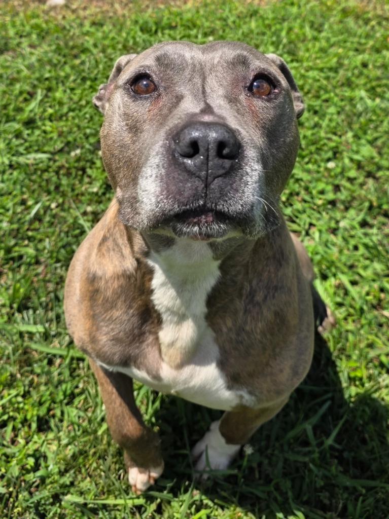 Enlarge Cecil / AC 28258, a Adoptable mixed breed in Greeneville, TN image 2/5