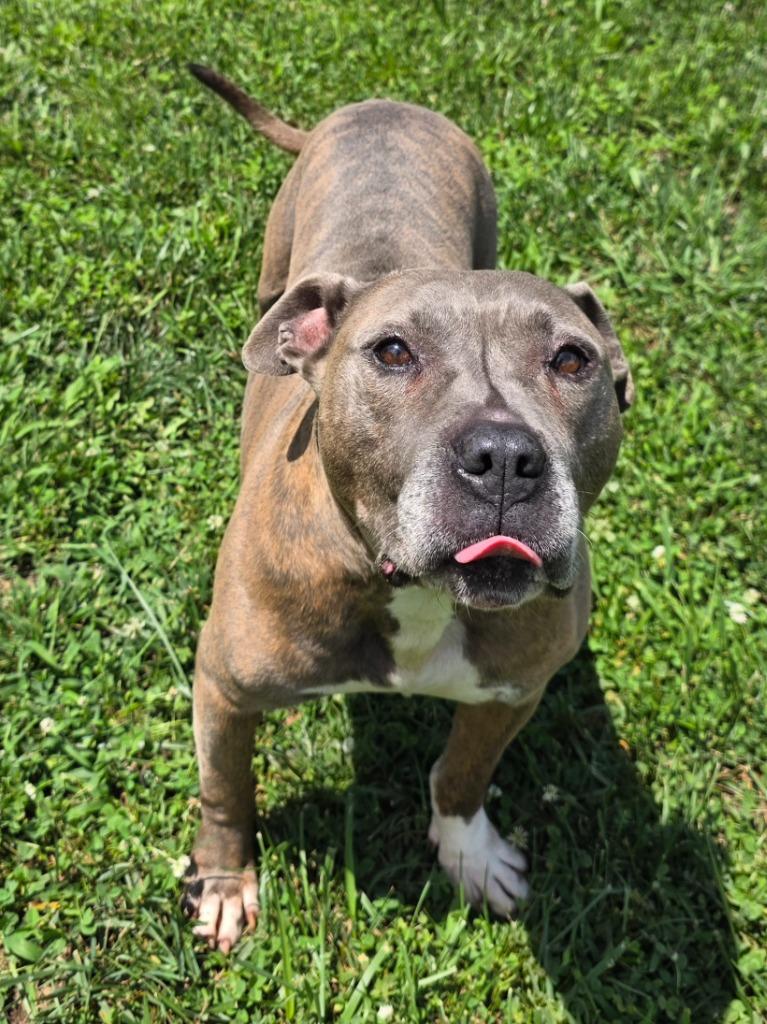Enlarge Cecil / AC 28258, a Adoptable mixed breed in Greeneville, TN image 3/5