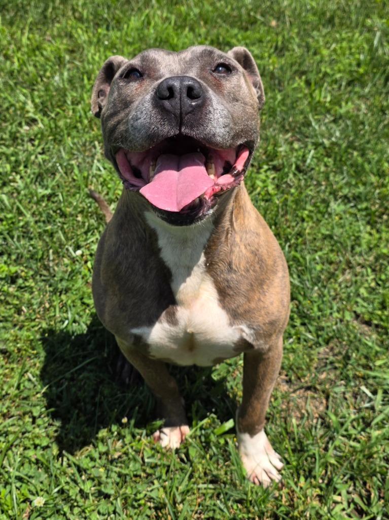 Enlarge Cecil / AC 28258, a Adoptable mixed breed in Greeneville, TN image 4/5