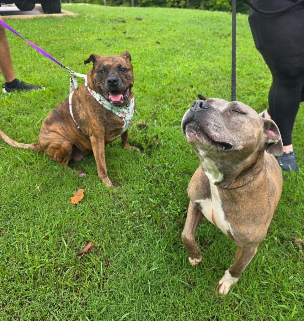 Enlarge Cecil / AC 28258, a Adoptable mixed breed in Greeneville, TN image 5/5