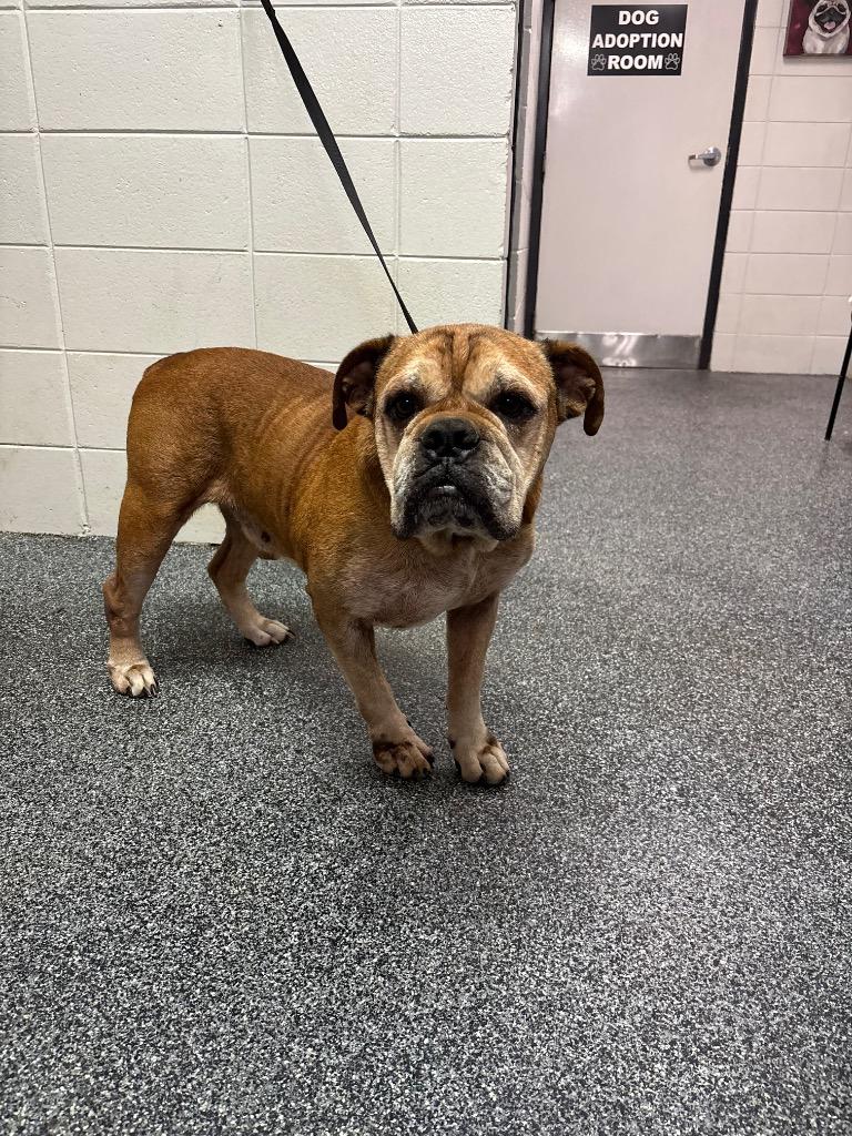 Rebel, Adoptable, Adult Male Mixed Breed.