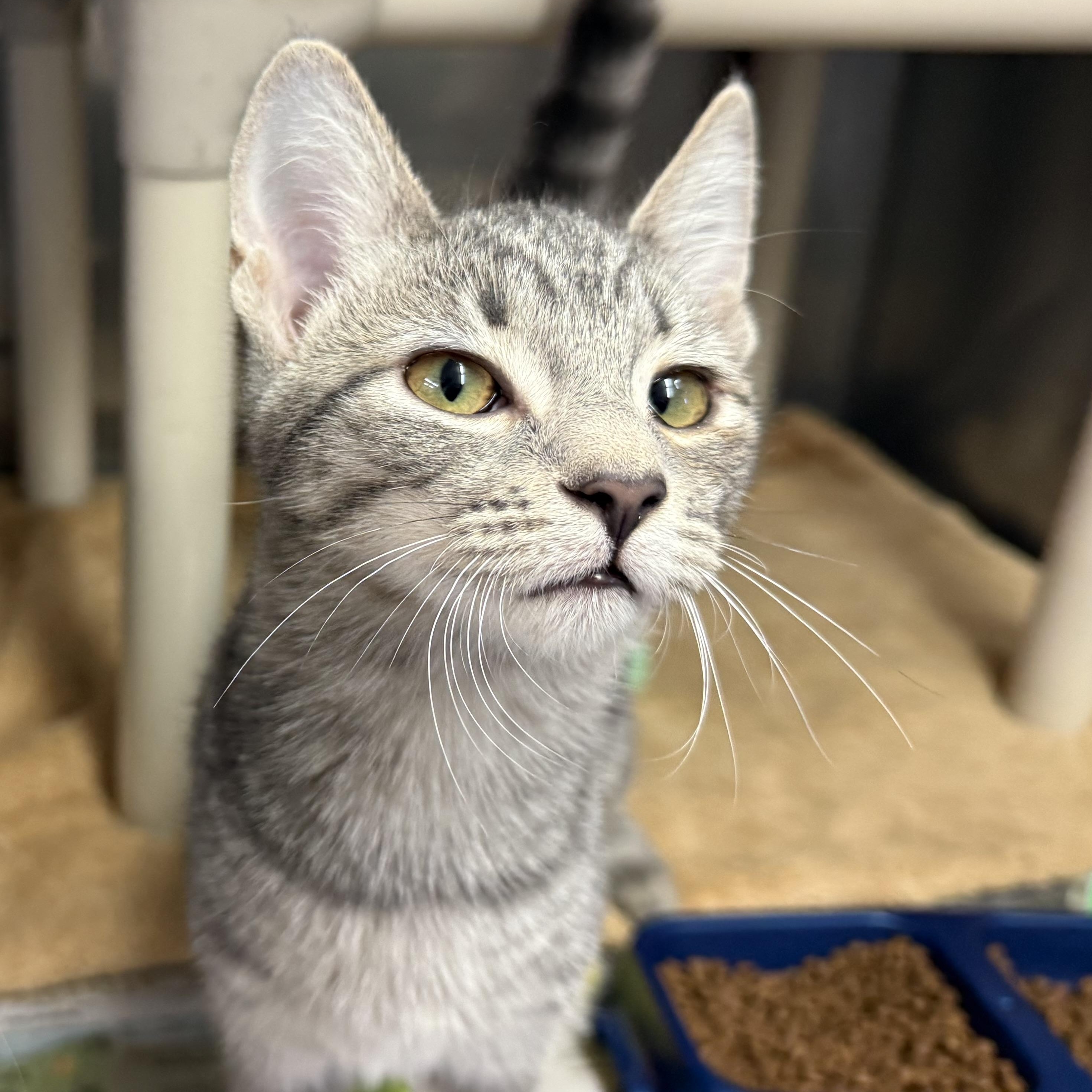 Solo, adoptable, Kitten Female Domestic Short Hair.