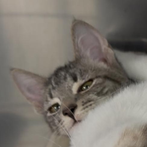 Solo, an adopted Domestic Short Hair in Exeter, RI image 2/3