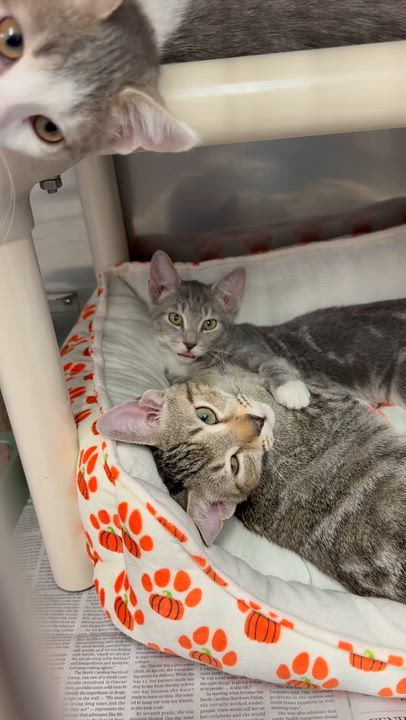 Enlarge Solo, an adopted Domestic Short Hair in Exeter, RI video 3/3