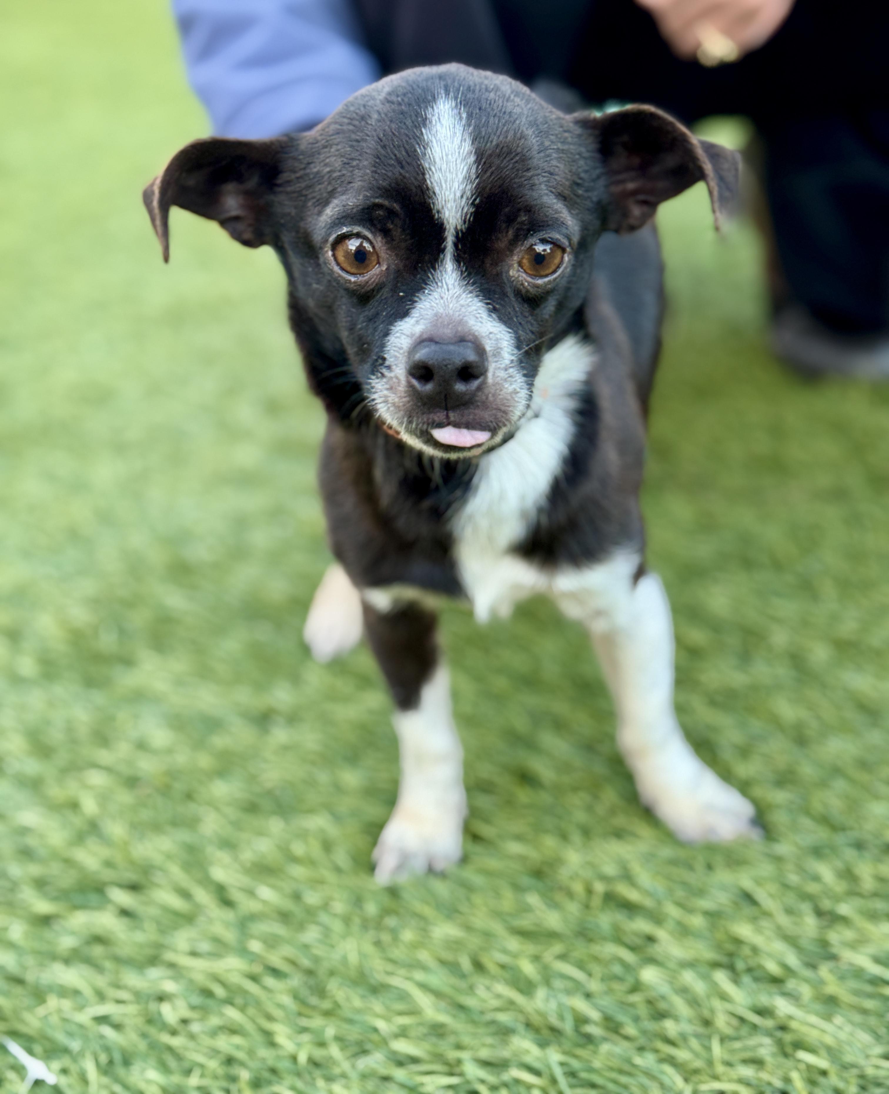 Enlarge Hockey, an adopted mixed breed in San Francisco, CA image 1/2