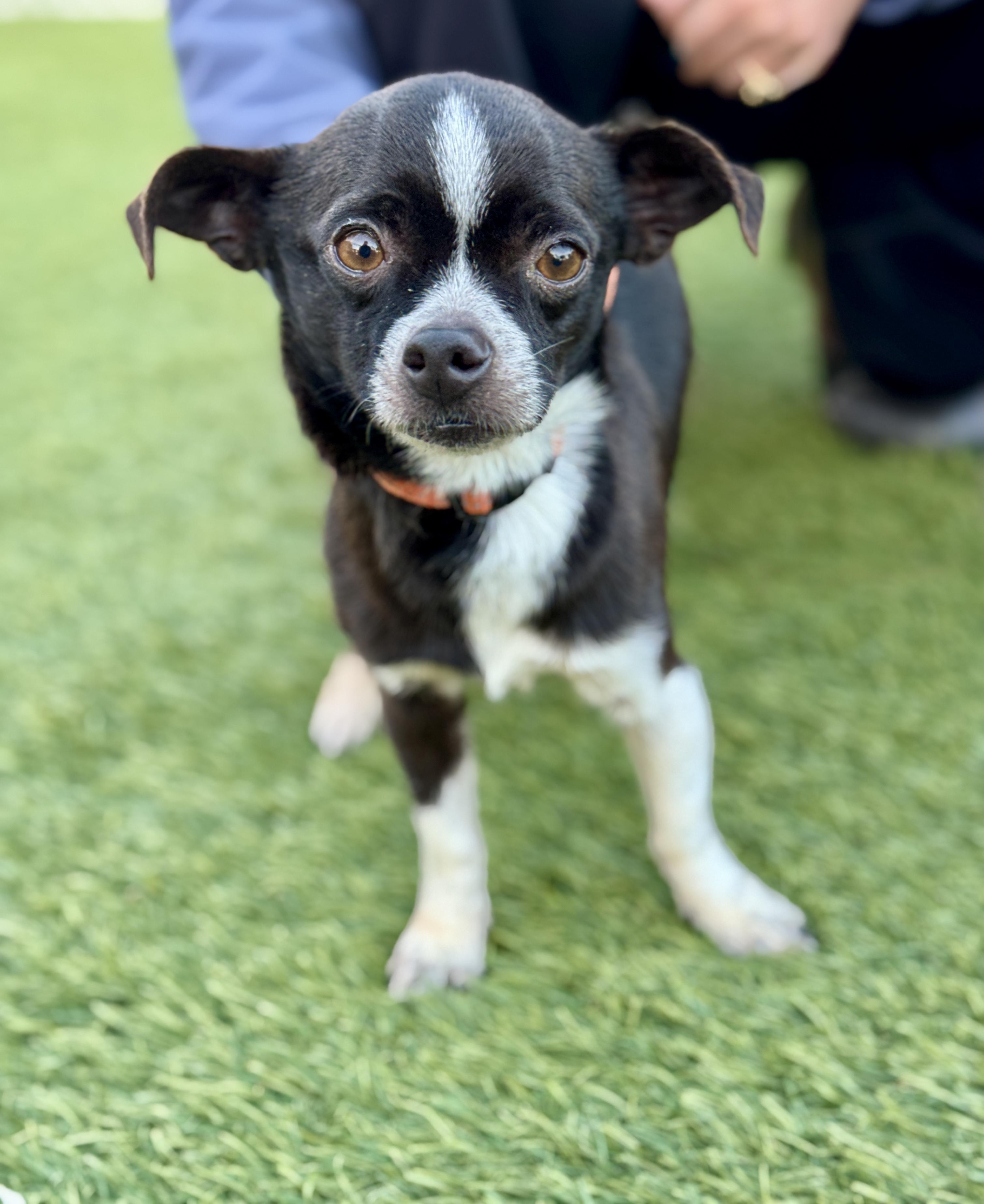 Enlarge Hockey, an adopted mixed breed in San Francisco, CA image 2/2