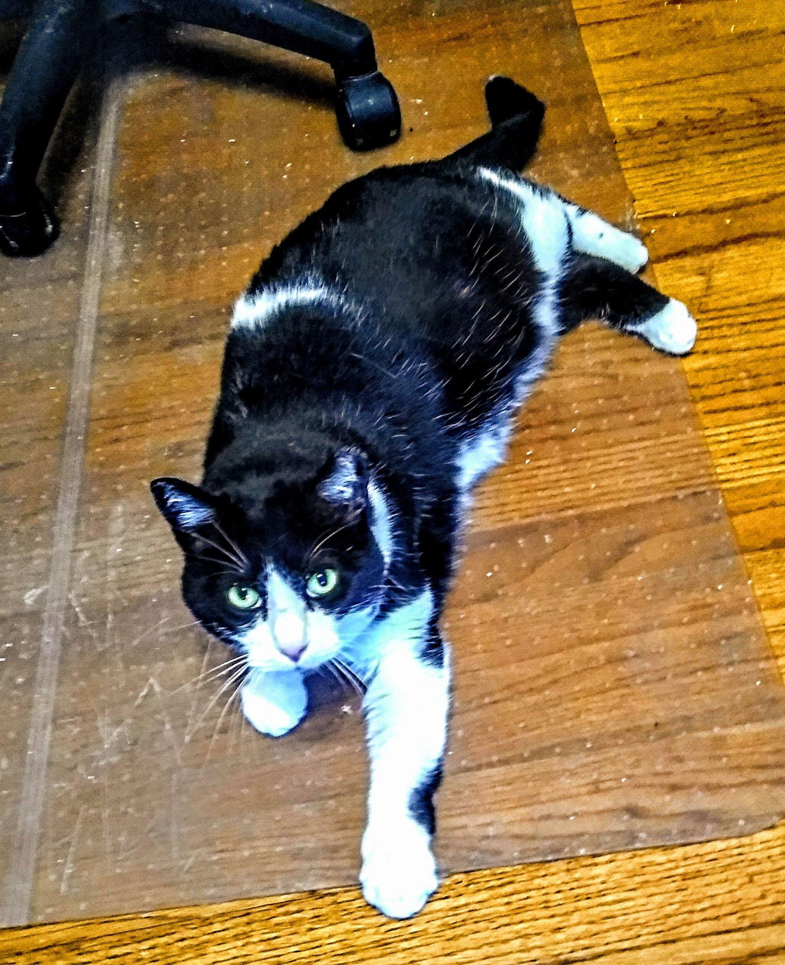 Bell, Adoptable, Adult Female Domestic Short Hair.