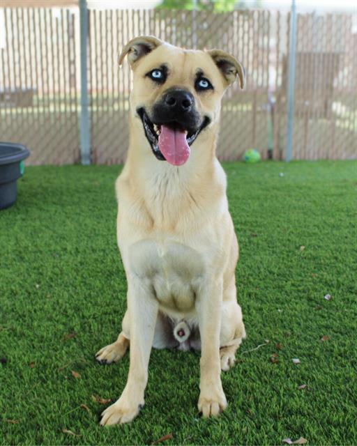 Enlarge DRACO, a Adoptable mixed breed in Chula Vista, CA image 1/1