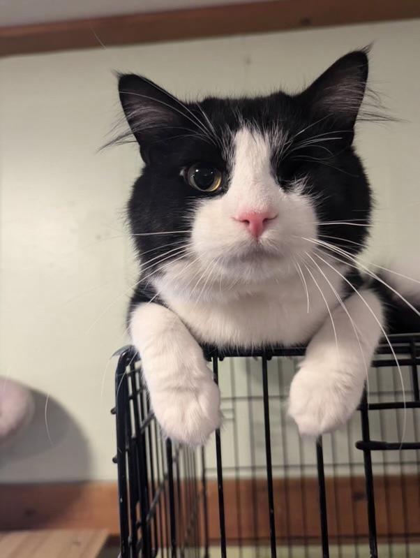 Duncan, Adoptable, Adult Male Domestic Long Hair.