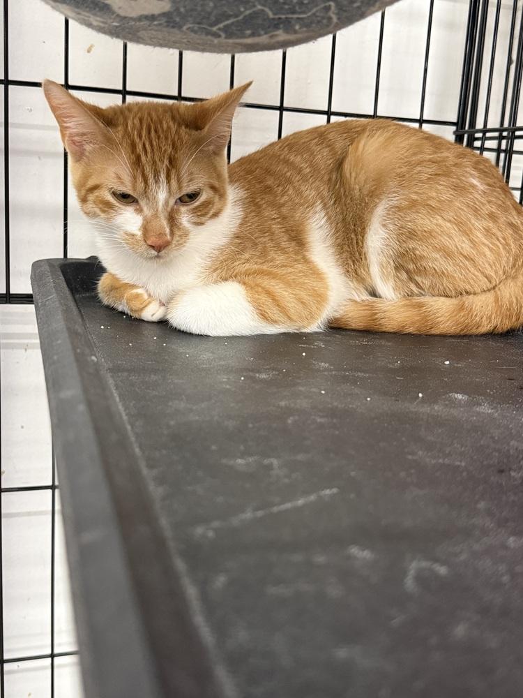 Enlarge Sunkist, a Adoptable Domestic Short Hair in Taylor, PA image 1/1