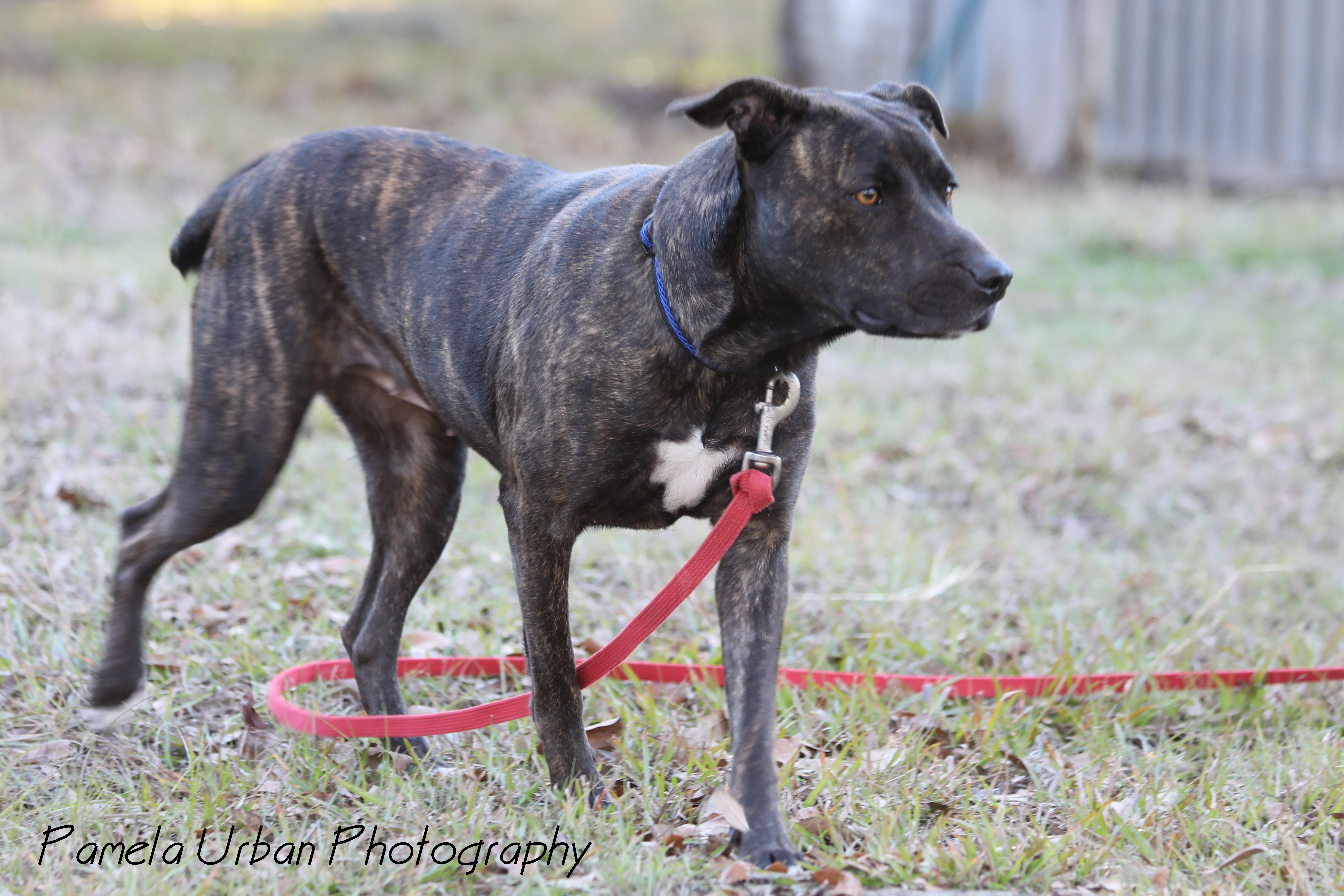 Emery, a Adoptable mixed breed in Sheridan, TX image 3/12