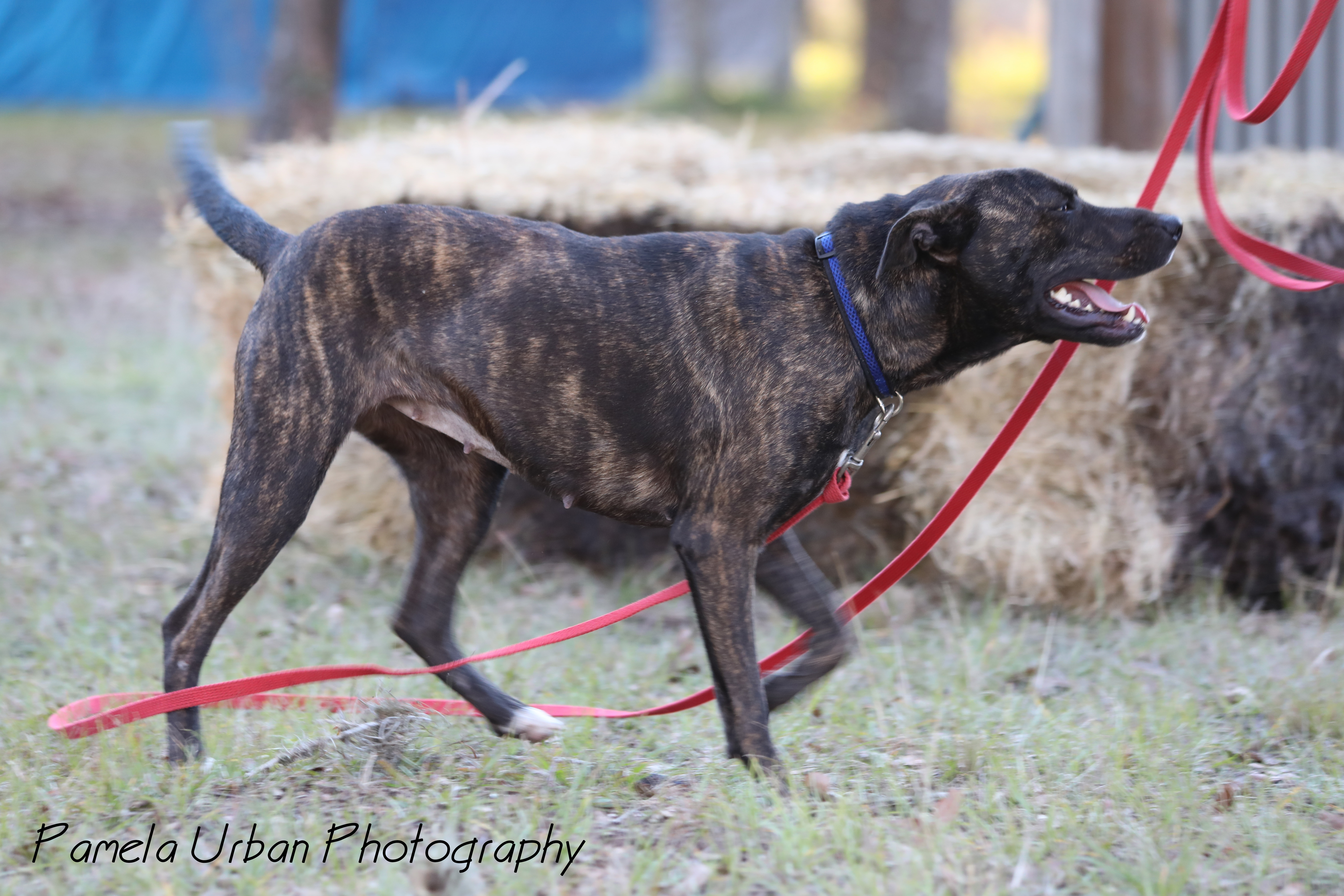 Emery, a Adoptable mixed breed in Sheridan, TX image 4/12
