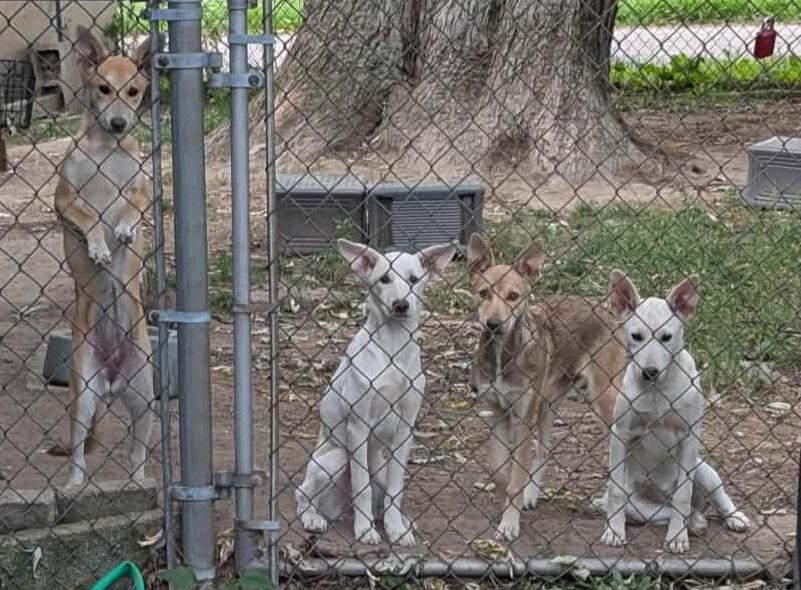 Husky pups, Adoptable, Puppy Female Husky.