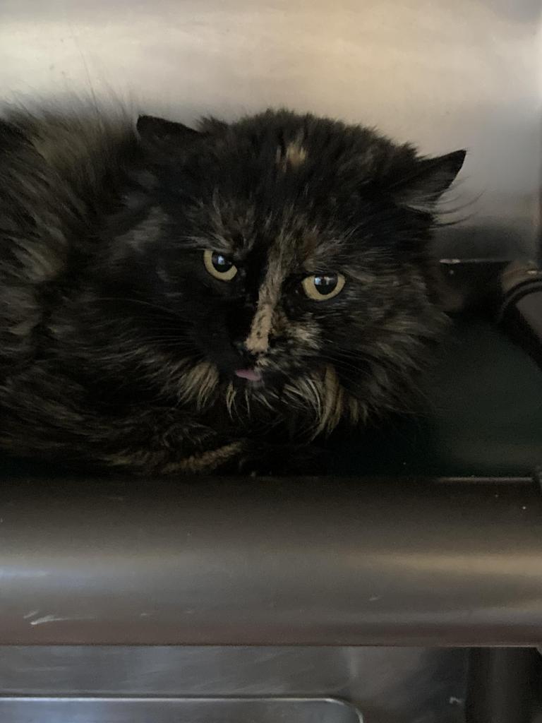 Orchid, Adoptable, Young Female Domestic Medium Hair.