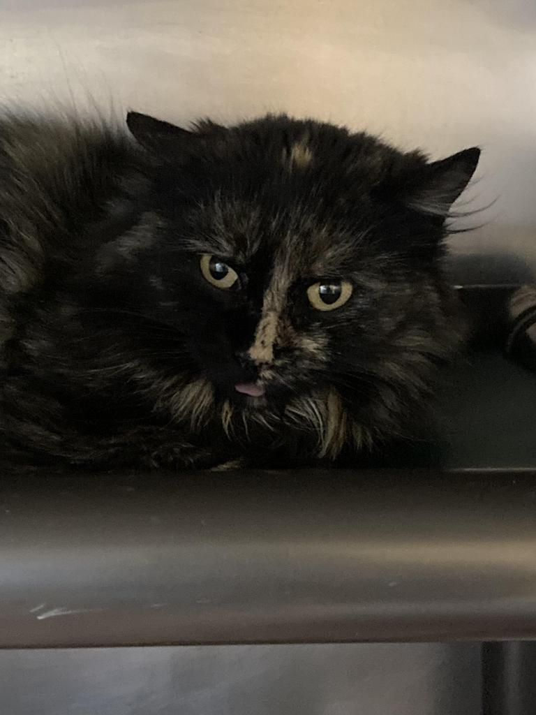 Enlarge Orchid, a Adoptable mixed breed in Burnsville, NC image 2/3